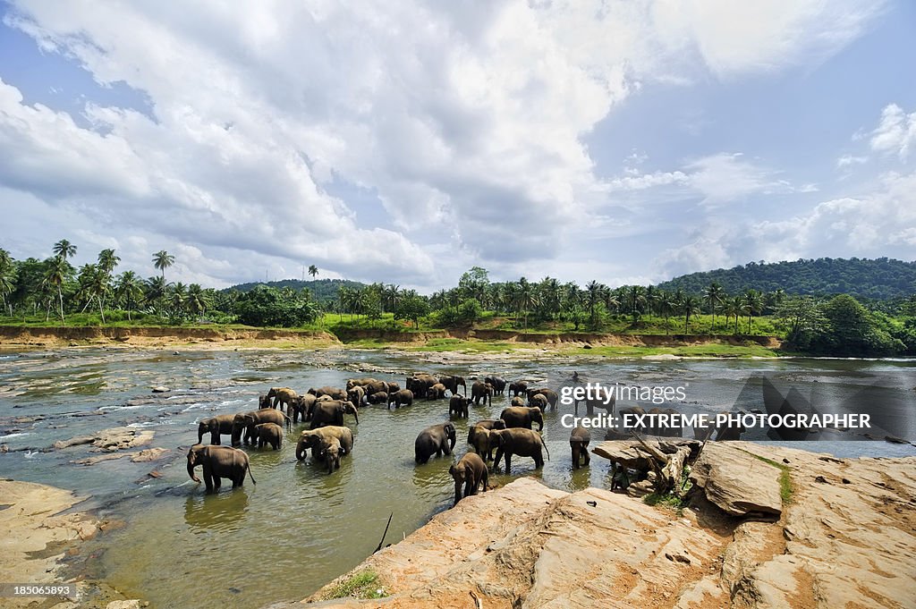 Pinnawela Elephant Orphanage - Sri Lanka