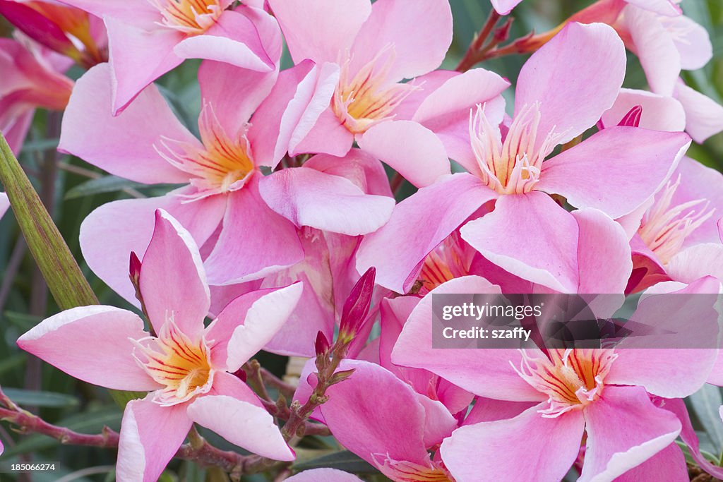 Flores cor de rosa Oliandro
