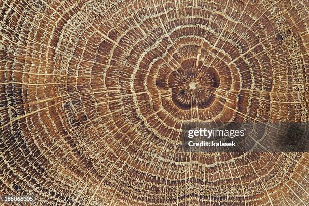 wood cross-section background - tree ring stock pictures, royalty-free photos & images