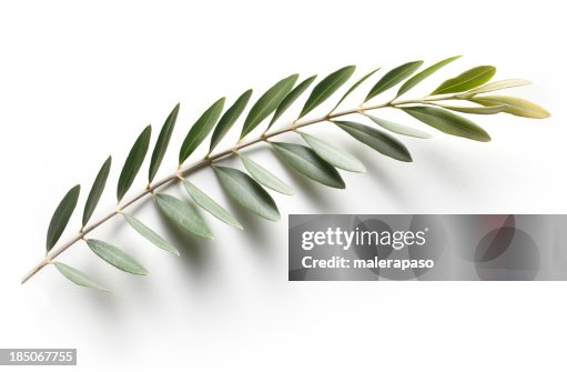 Olive branch. Friedenszeichen. Olive branch. Friedenszeichen.