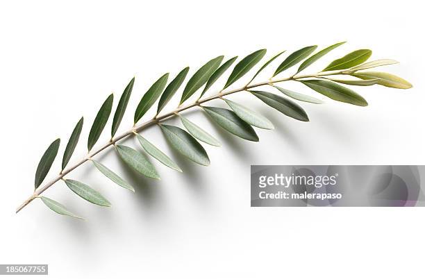 olive branch. friedenszeichen. - plants white background stock-fotos und bilder
