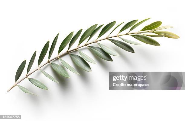 olive branch. friedenszeichen. - olivenbaum freisteller stock-fotos und bilder
