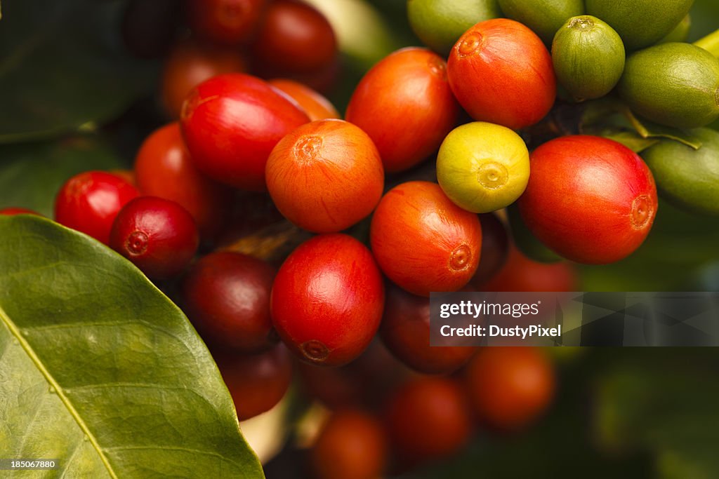 Ripe Coffee Cherries