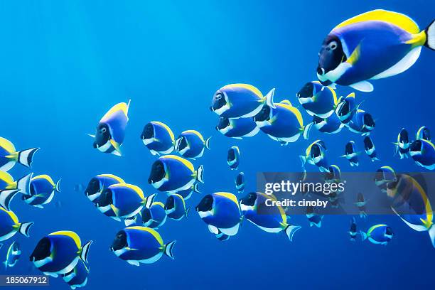 shoal of powder blue surgeonfish - royal blue background stock pictures, royalty-free photos & images