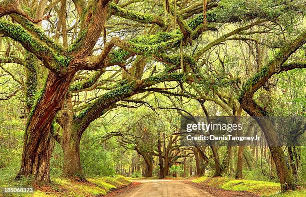 rural southern road in the south carolina lowcountry near charleston - charleston south carolina stock pictures, royalty-free photos & images