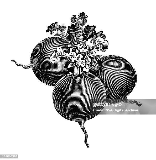 globe radish illustration | vintage farmer garden vegetable clipart - spanish food illustration stock illustrations