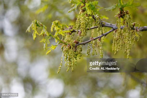 new leaves and flowers on an english oak - common oak stock pictures, royalty-free photos & images