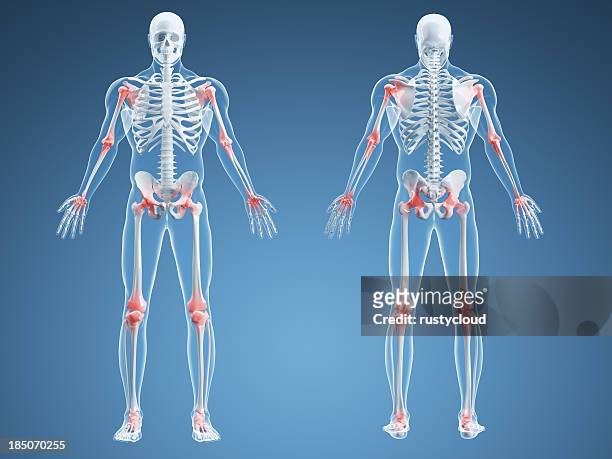 dolor articular medio - esqueleto humano fotografías e imágenes de stock