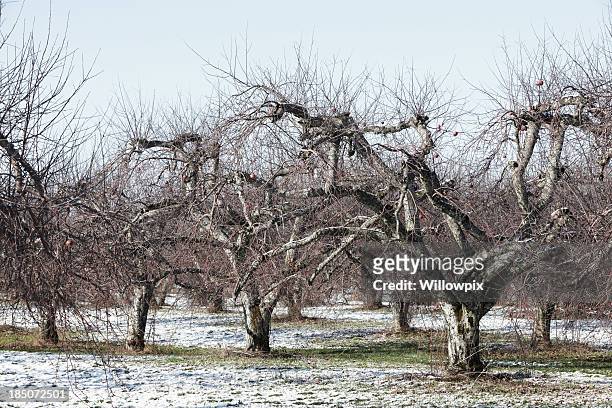 apple orchard trees in winter - frozen apple bildbanksfoton och bilder