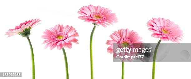 rose gerberas (tracé de détourage - margarita flower photos et images de collection