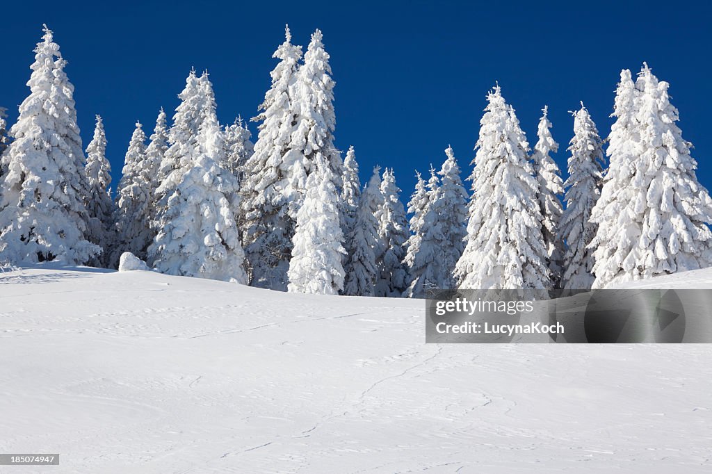 An image of fur trees smothered in white snow