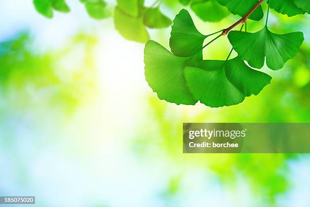 ginkgo folhas - ginkgo tree - fotografias e filmes do acervo