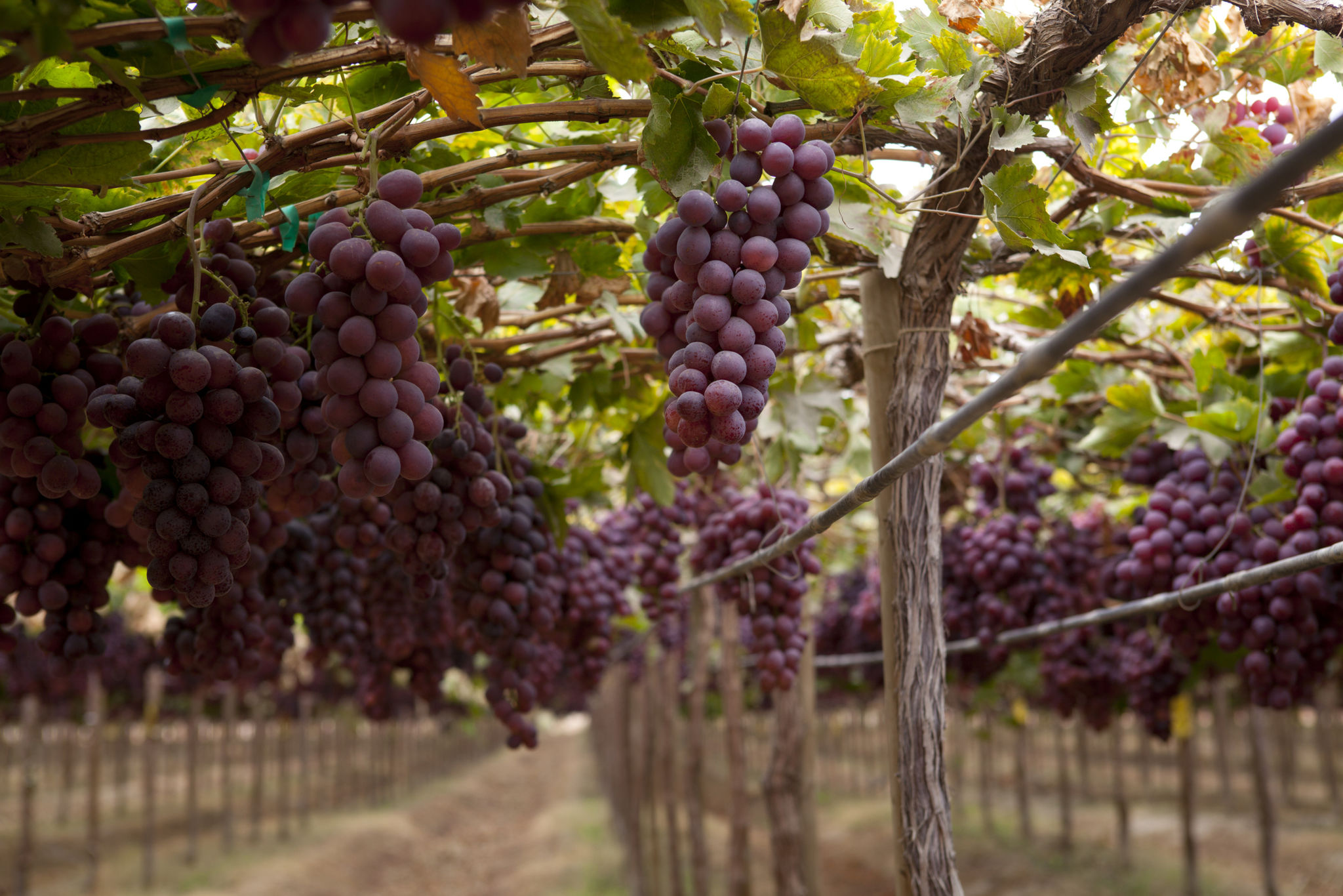 peruvian grapes