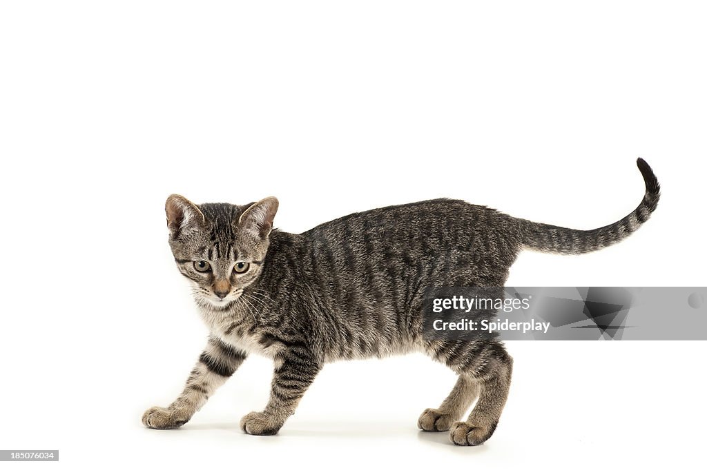 Playful Kitten