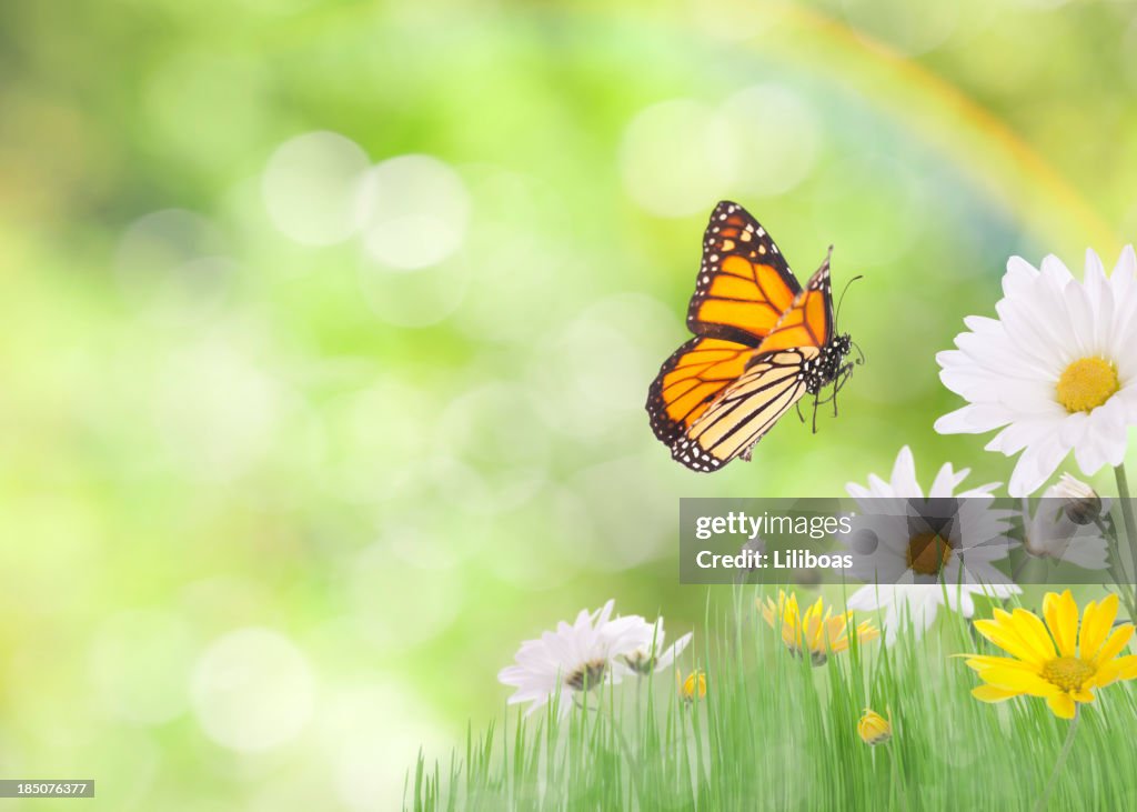 Daisies and a Monarch Butterfly