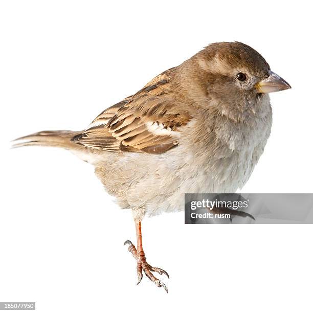 sparrow isolated on white background - mus stockfoto's en -beelden