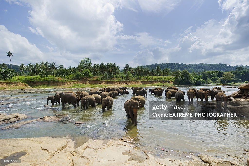 Elefantes na Pinnawela-Sri Lanka