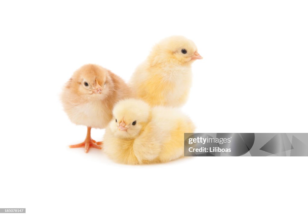 Easter Baby Chicken