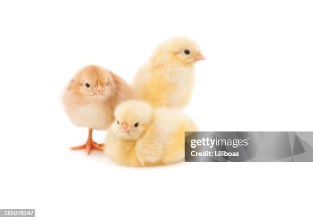 easter baby chicken - young bird stock pictures, royalty-free photos & images