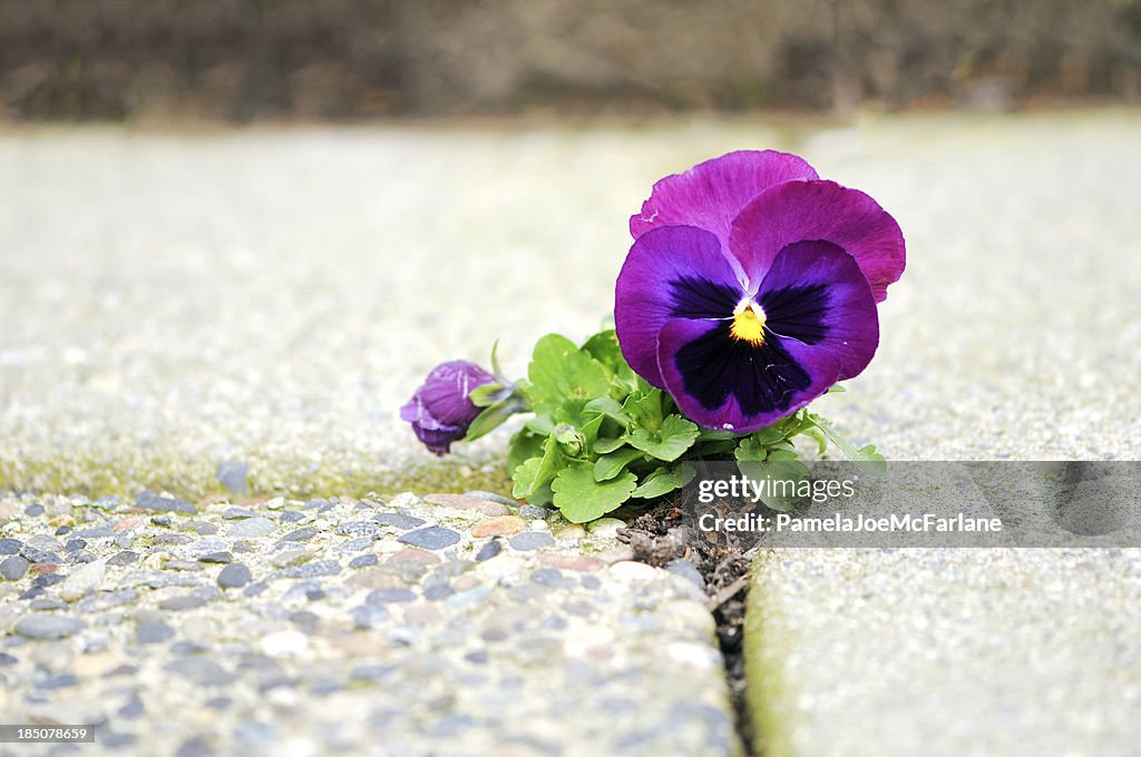 Lila Blume wächst aus Riss von Zement