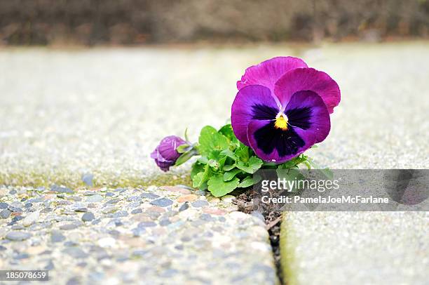 púrpura flor creciente en crack de cemento - pansy fotografías e imágenes de stock