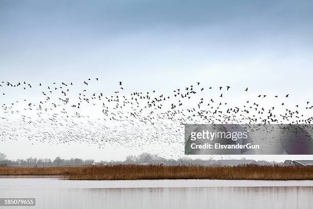 migrating canadian geese - friesland stock pictures, royalty-free photos & images