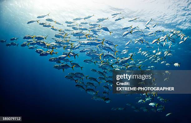 schule der fische - fischschwarm stock-fotos und bilder