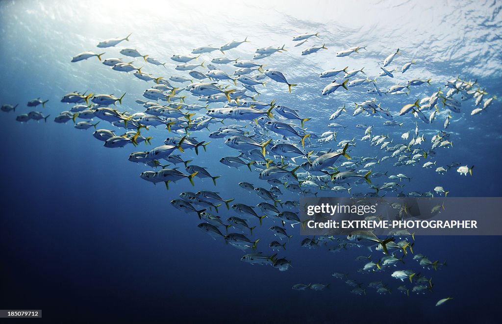 Schools Of Fishes