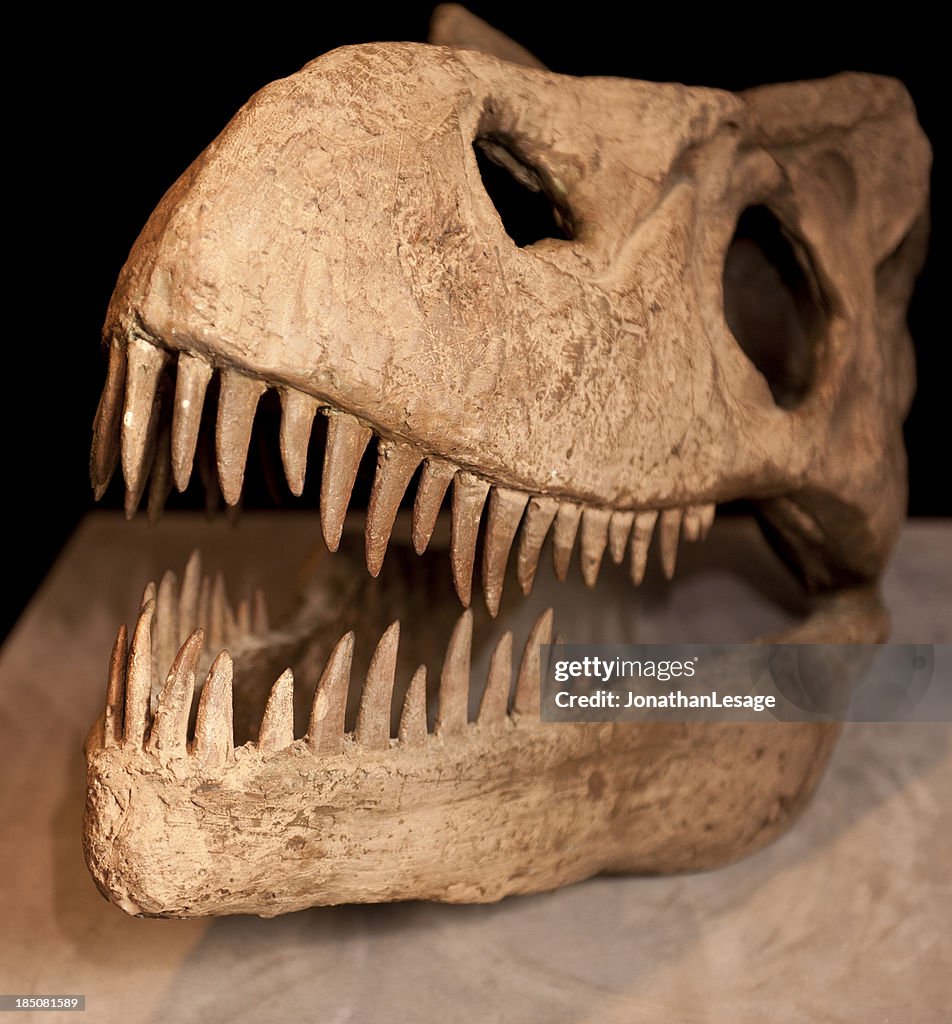 T-rex skull bones