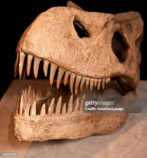 t-rex skull bones - t rex fossil stock pictures, royalty-free photos & images