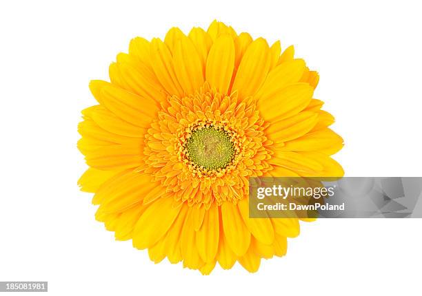 portrait of bright yellow gerbera daisy on white background - gerbera daisy stock pictures, royalty-free photos & images