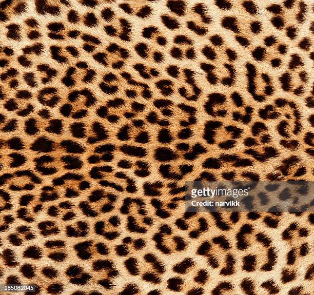 detail der leopard haut - hairy man stock-fotos und bilder
