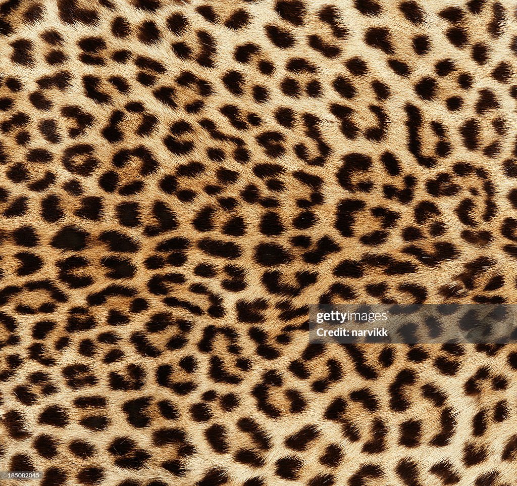 Detail of Leopard Skin