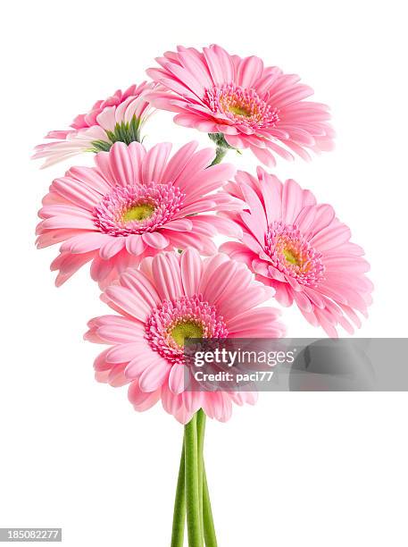 rosa daisies (con trazado de recorte - rosa flor fotografías e imágenes de stock