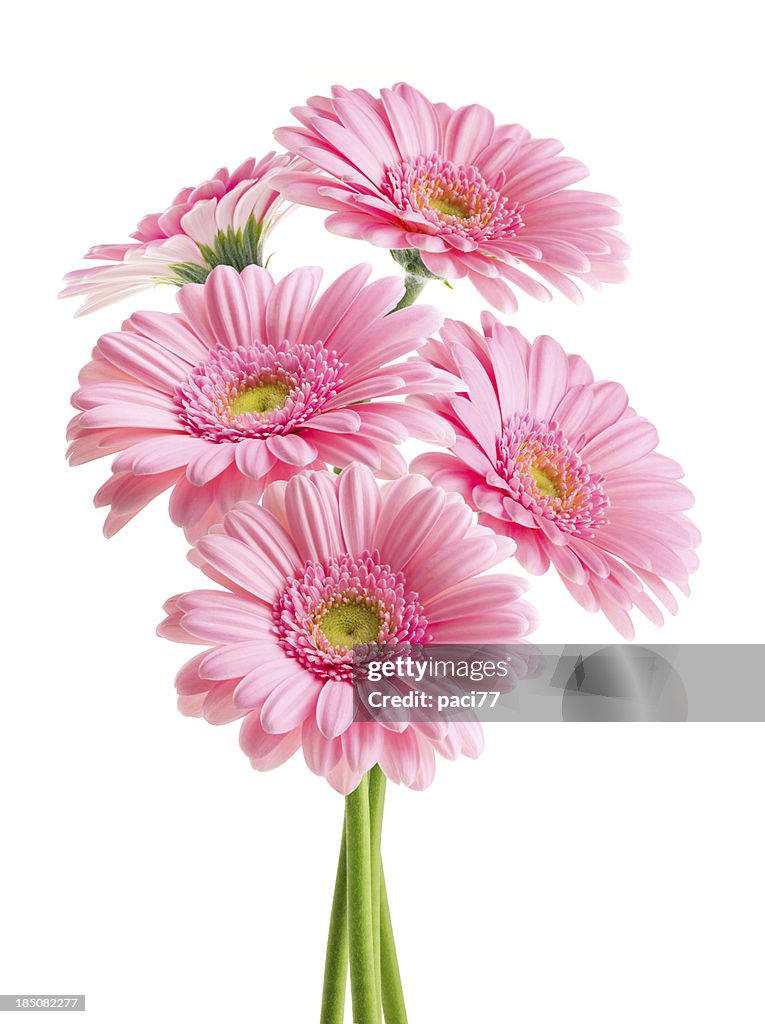 Pink Daisies (with Clipping Path)