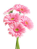 Pink Daisies (with Clipping Path)