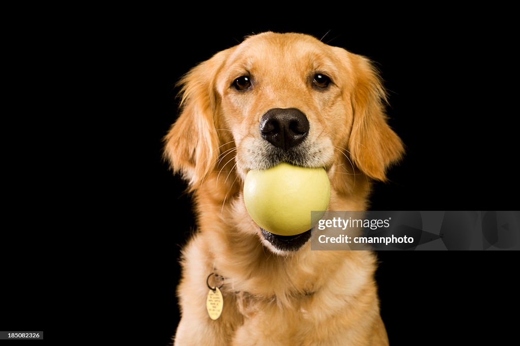 Dog - Golden Retriever with ball