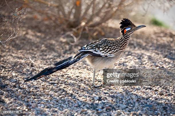 road runner - arizona bird fotografías e imágenes de stock