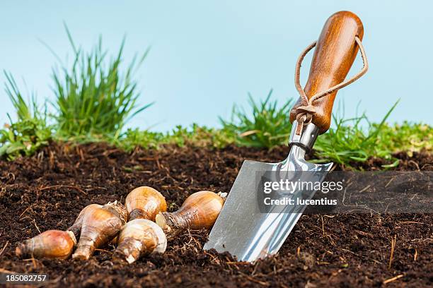 garden trowel with bulbs in soil - plant bulb stock pictures, royalty-free photos & images