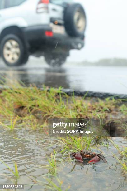 Mangrove crabs emerge after flooding brought by Tropical Cyclone Jasper in the northern beaches suburb of Holloways Beach in Cairns. Tropical Cyclone...