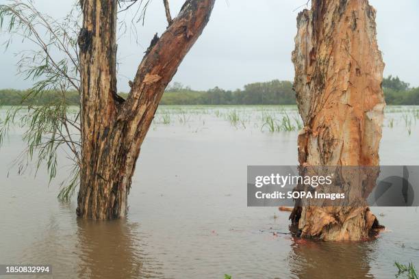 Melaleuca or paperbark trees inundated in the Cairns suburb of Holloways Beach in tropical far north Queensland in the aftermath of Cyclone Jasper....