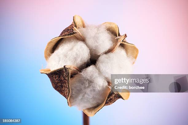 cotton - wattenbol stockfoto's en -beelden