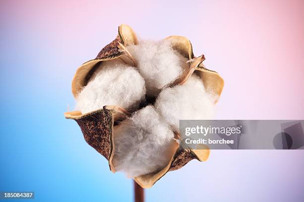 o algodão - cotton - fotografias e filmes do acervo