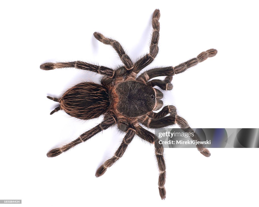 Tarantula spider, female (Lasiodora parahybana)