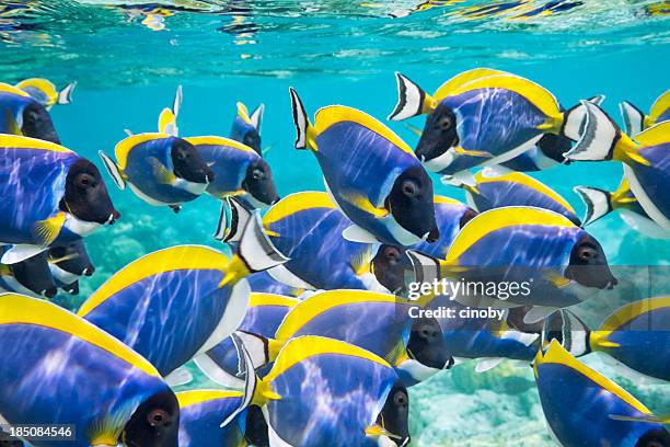 pez cirujano de aleta amarilla - reef fotografías e imágenes de stock