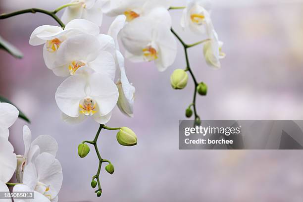 white orchids - moth orchid stock pictures, royalty-free photos & images