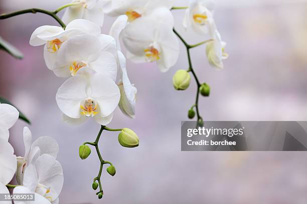 white orchids - orchid 個照片及圖片檔