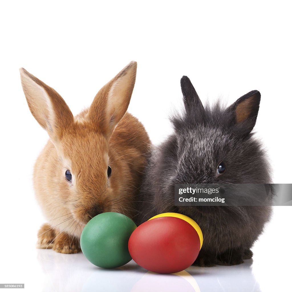 Páscoa bunnies