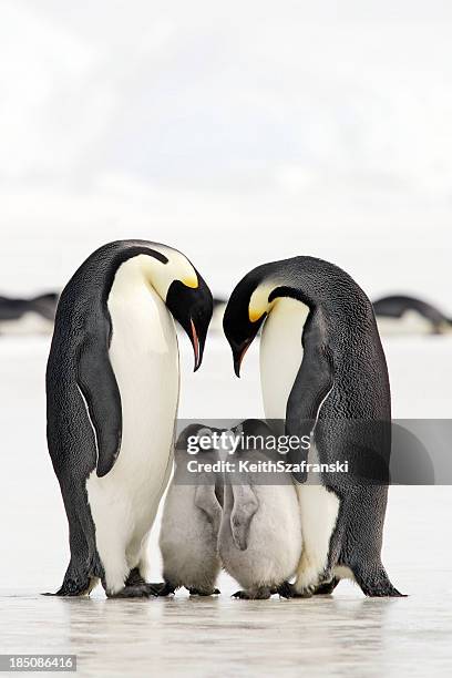 verschweißung zeit - kaiserpinguin stock-fotos und bilder