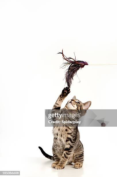 playful kitten - cats playing stockfoto's en -beelden